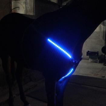Correa de Pecho Luminosa Ajustable para Equinos, Con Tachuelas Altamente Visibles