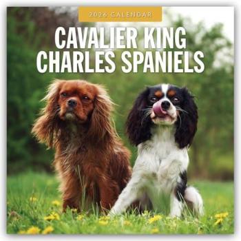 Cavalier King Charles Spaniels