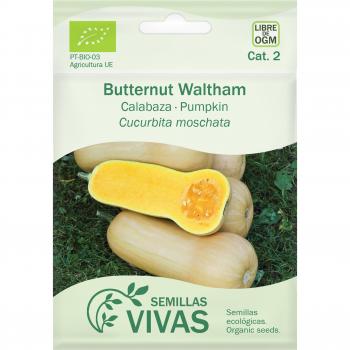 Sementes de Abóbora Butternut para Jardim