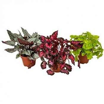 Bégonia Beleaf Mix