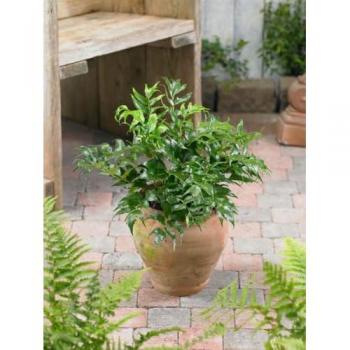 Schädlingsfreier Japanischer Schildfarn – 9 × 9 cm Topf