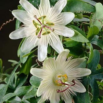 Passiflora 'Constance Elliott' Jardin