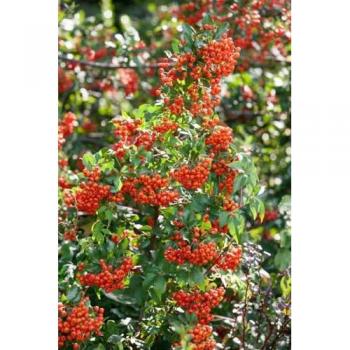 Pyracantha „Mohave“ (Feuerdorn, Orange‑Rot)