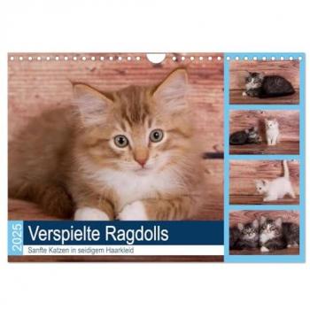 Verspielte Ragdolls -Sanfte Katzen in seidigem Haarkleid (Wandkalender 2025 DIN A4 quer) CALVENDO Monatskalender