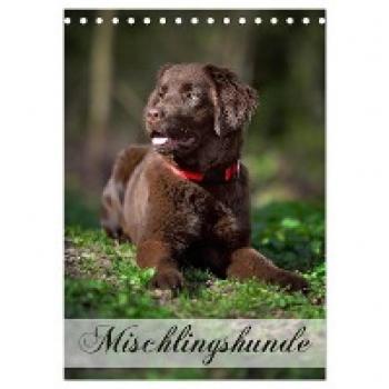 Mischlingshunde (Tischkalender 2024 DIN A5 hoch) CALVENDO Monatskalender
