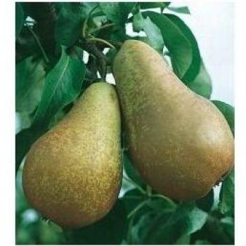 Vaso 24 cm – Pero Spadona d'Estate (Garden Forest)