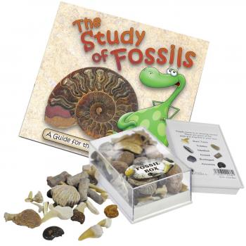 Time Capsule Fossil Bundle