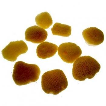 Jakar Artist Natural Sea Sponges