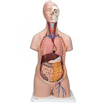 Torso Classic 3B Scientific in 12 Parti