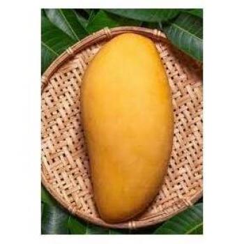 Mango Nam Doc Mai 140 CM – Vivaio Garden Forest