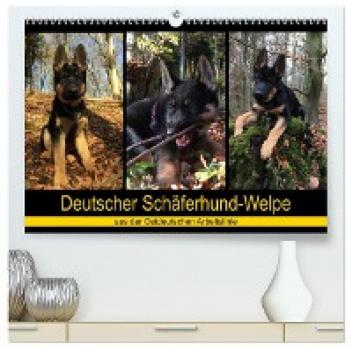 Deutscher Schäferhund-Welpe