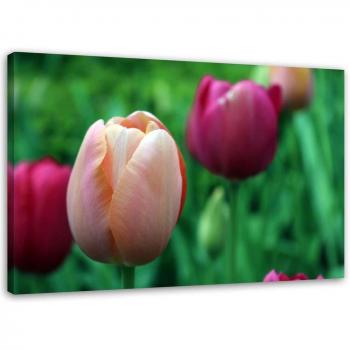 Toile moderne Tulipe roses 60x40