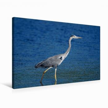 CALVENDO 75 × 50 cm Textil‑Leinwand (Querformat) – Graureiher, Print Hen3NatureFreak
