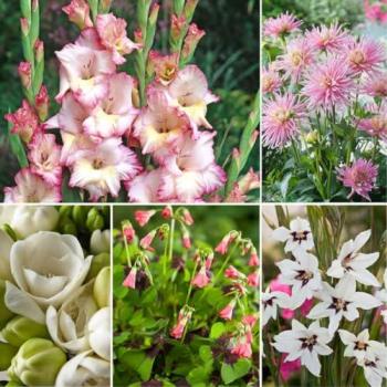 Coffret de Bulbes 'Jardin Rose'