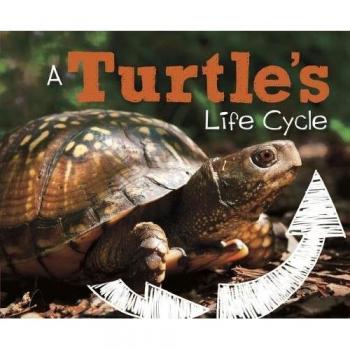Explore Life Cycles: A Turtle's Life Cycle