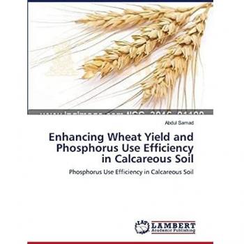 Enhancing Wheat Yield and Phosphorus Use Efficiency in Calcareous Soil: Phosphorus Use Efficiency in Calcareous Soil
