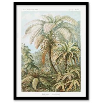 Ernst Haeckel Tropical Fern Masterpiece – A3 Framed Artwork