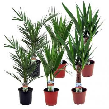 Palmen‑Set „Poko 6er Innenraumpalme“ – Phoenix Canariensis & Yucca Elephantipes