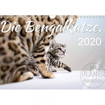 Die Bengalkatze. Edition Jungtiere