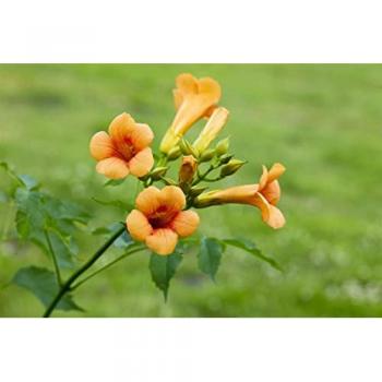 Trompetenblume 'Madame Galen'