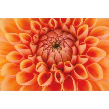 Papermoon Fototapete »Blumenmuster«