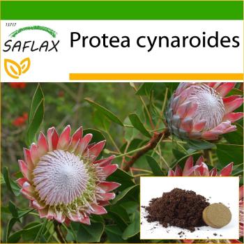 Protea cynaroides