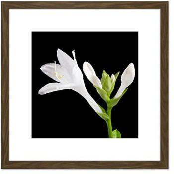 Classic De Sousa Hosta Plantaginea: 8x8” Wood‑Framed Lily Wall Art Picture