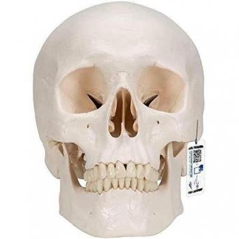 3B Anatomical Skull with Magnetic Links – Classic Edition