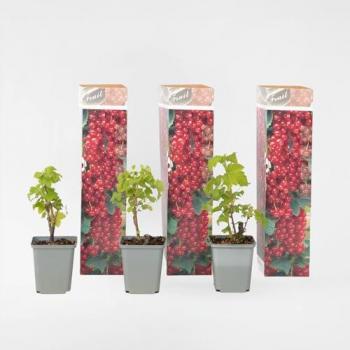 Éclat Floral