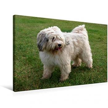 CALVENDO Tibet‑Terrier Kunstleinwand 75 cm × 50 cm – Hochwertiger Textildruck, Design von Rudolf Bindig