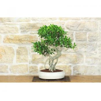 Ficus Retusa Bonsai Verde