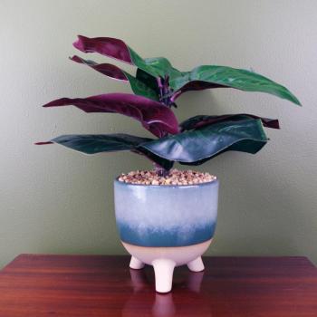 Potted Artificial Ficus Plant