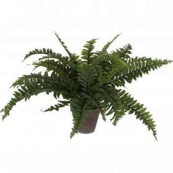 Planta ornamental sin maceta 42 cm