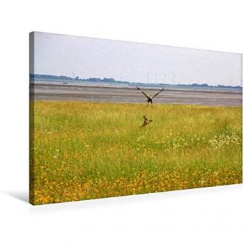 CALVENDO Premium 75 × 50 cm Leinwanddruck: Hase schützt sich vor Greifvogel, Kunstwerk von Steffani Lehmann