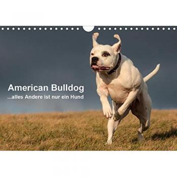American Bulldog
