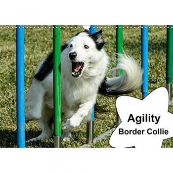 Agility Border Collie