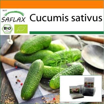 Easy Grow Organic Cucumber