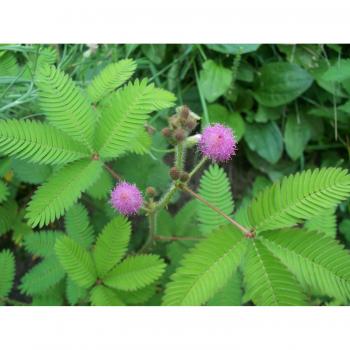 Metrica Semimimosa Sensitiva 50m x 13mm