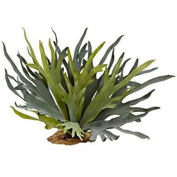 Natural Green Staghorn Fern Combo – 21‑Inch Size One