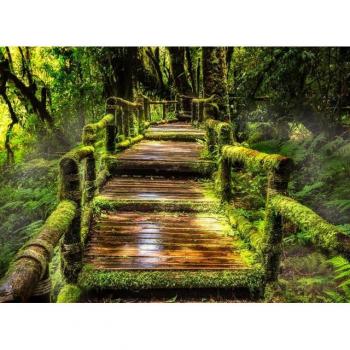 Rainforest at Ang Ka – Fototapete in 1‑Länge
