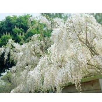Floreale di Glicine Bianco Wisteria Floribunda 16 cm in vaso