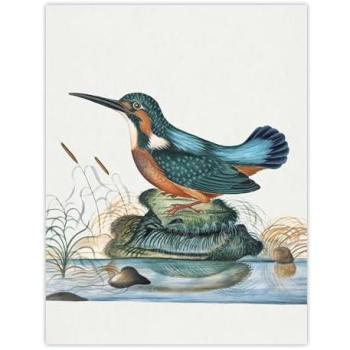 Artery8 Royal Kingfisher Poster – 18 × 24