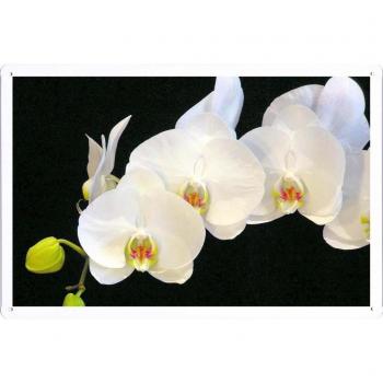 Cartel de chapa Vintage Orquídea Hojalata 36325 Decoración Retro