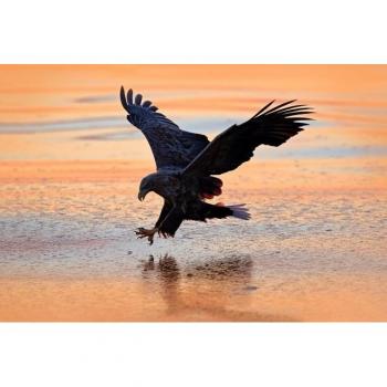 Vogel über Wasser