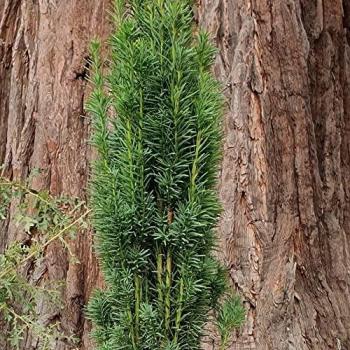 Taxus Baccata Plant in Green 3‑L Pot