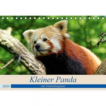 Kleiner Panda auf Entdeckungstour