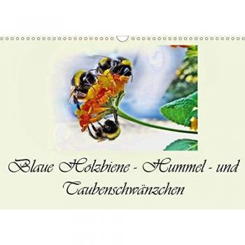 Blaue Holzbiene