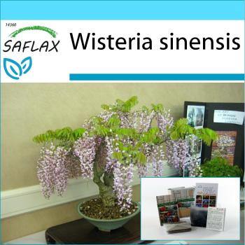 Blue Chinese Wisteria Bonsai Seeds + Potting Kit