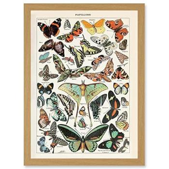 Classic Butterfly & Moth Illustration Series – Millot Framed Artwork (A4)