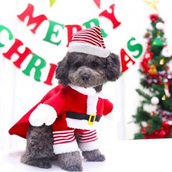 Navidad Peluda: Capa Santa para Gatos Domésticos